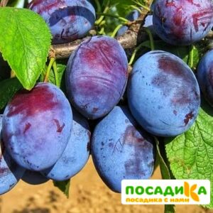 Слива Чачакская ранняя купить по цене от 229.00р. в интернет-магазине «Посадика» с доставкой почтой в в Игаркае и по всей России – [изображение №1].