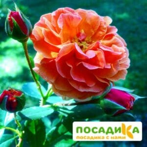 Роза Арабия купить по цене от 350.00р. в интернет-магазине «Посадика» с доставкой почтой в в Игаркае и по всей России – [изображение №1].