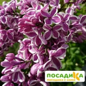 Сирень Сенсация купить по цене от 529.00р. в интернет-магазине «Посадика» с доставкой почтой в в Игаркае и по всей России – [изображение №1].