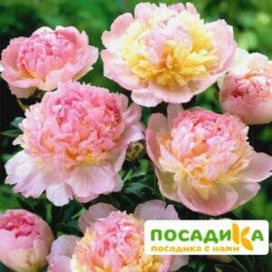 Пион Распберри Сандей (Paeonia Raspberry Sundae) купить по цене от 959р. в интернет-магазине «Посадика» с доставкой почтой в в Игаркае и по всей России – [изображение №1].