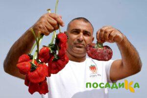 Клубника Гигант Джорнея купить по цене от 266р. в интернет-магазине «Посадика» с доставкой почтой в в Игаркае и по всей России – [изображение №1].