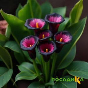 Калла Аура Лейс купить по цене от 400р. в интернет-магазине «Посадика» с доставкой почтой в в Игаркае и по всей России – [изображение №1].