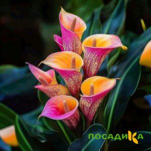 Калла Оникс купить по цене от 450р. в интернет-магазине «Посадика» с доставкой почтой в в Игаркае и по всей России – [изображение №1].