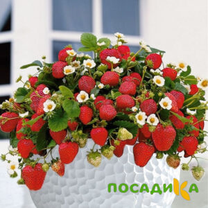 Клубника Рубиновый Шепот (горшечная) купить по цене от 240р. в интернет-магазине «Посадика» с доставкой почтой в в Игаркае и по всей России – [изображение №1].