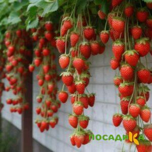 Клубника вьющаяся Комплимент купить по цене от 470р. в интернет-магазине «Посадика» с доставкой почтой в в Игаркае и по всей России – [изображение №1].
