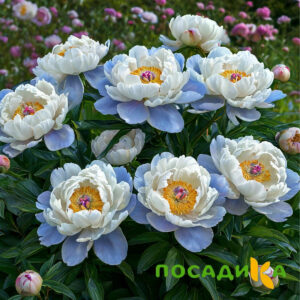 Пион акварельный Этюд купить по цене от 806р. в интернет-магазине «Посадика» с доставкой почтой в в Игаркае и по всей России – [изображение №1].