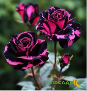 Роза Багровый Шепот купить по цене от 366р. в интернет-магазине «Посадика» с доставкой почтой в в Игаркае и по всей России – [изображение №1].