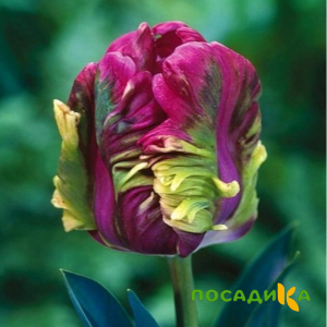 Тюльпан Экзотик Хэвен купить по цене от 186р. в интернет-магазине «Посадика» с доставкой почтой в в Игаркае и по всей России – [изображение №1].