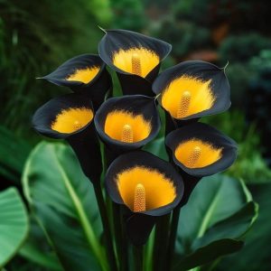 Калла Легато купить по цене от 620р. в интернет-магазине «Посадика» с доставкой почтой в в Игаркае и по всей России – [изображение №1].