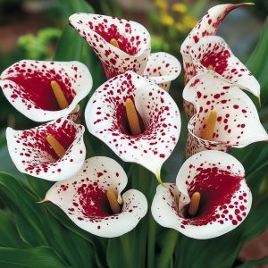 Калла Эмпайр купить по цене от 302р. в интернет-магазине «Посадика» с доставкой почтой в в Игаркае и по всей России – [изображение №1].