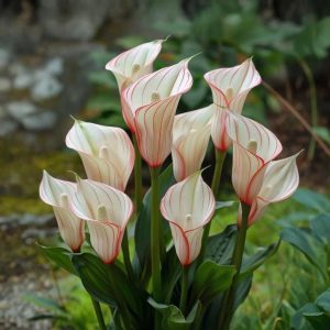 Калла Глейшер купить по цене от 299р. в интернет-магазине «Посадика» с доставкой почтой в в Игаркае и по всей России – [изображение №1].