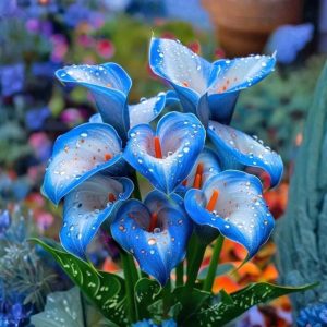 Калла Портрейт купить по цене от 292р. в интернет-магазине «Посадика» с доставкой почтой в в Игаркае и по всей России – [изображение №1].