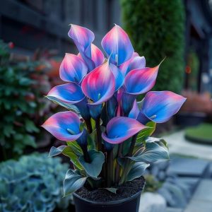 Калла Импрессия купить по цене от 590р. в интернет-магазине «Посадика» с доставкой почтой в в Игаркае и по всей России – [изображение №1].