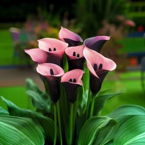 Калла Энигма купить по цене от 291р. в интернет-магазине «Посадика» с доставкой почтой в в Игаркае и по всей России – [изображение №1].