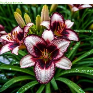 Лилейник Крим Сикл купить по цене от 799р. в интернет-магазине «Посадика» с доставкой почтой в в Игаркае и по всей России – [изображение №1].