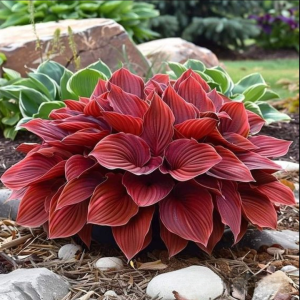 Хоста Малыш Шедевр купить по цене от 421р. в интернет-магазине «Посадика» с доставкой почтой в в Игаркае и по всей России – [изображение №1].