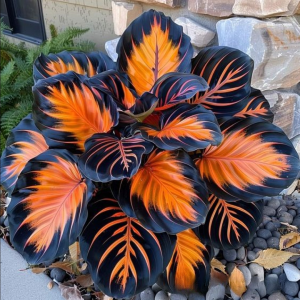 Хоста Сикрет Форест купить по цене от 601р. в интернет-магазине «Посадика» с доставкой почтой в в Игаркае и по всей России – [изображение №1].