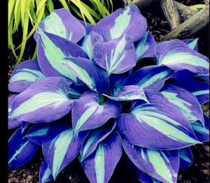 Хоста Аурелия купить по цене от 450р. в интернет-магазине «Посадика» с доставкой почтой в в Игаркае и по всей России – [изображение №1].